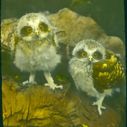 Lantern Slide - Birds, Delicate Owls