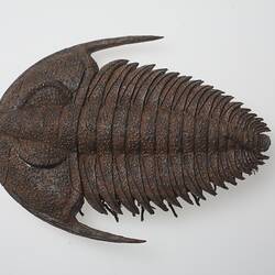 Model of trilobite.