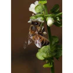 A European Honey Bee tasting a flower.