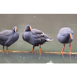 Three Dusky Moorhen in a line balancing on a branch floating in the water.