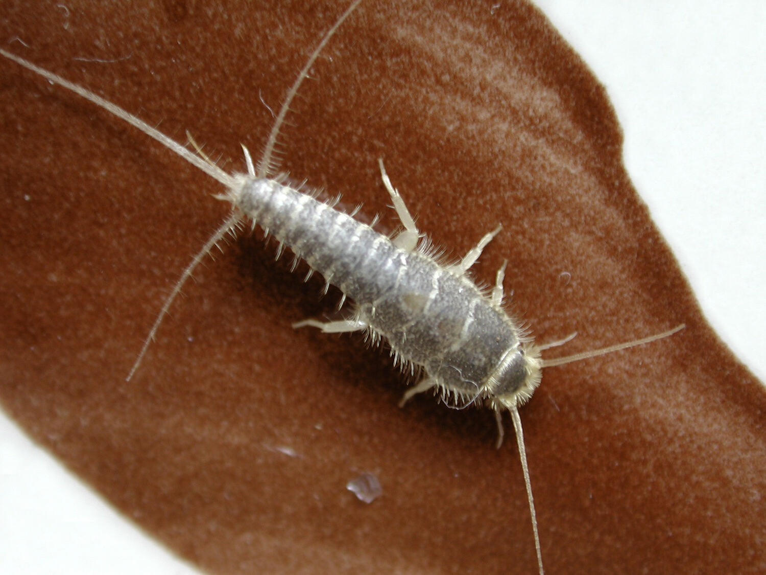 Silverfish Insect Silverfish Insect