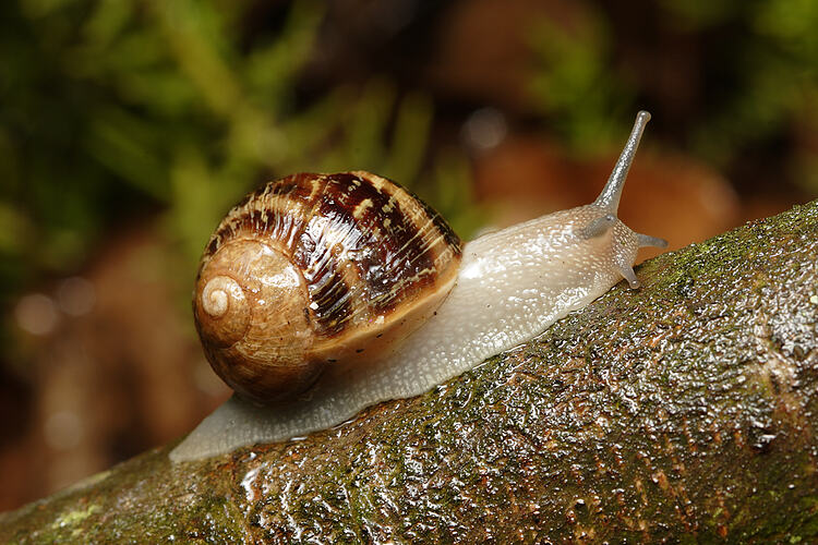 A Common Garden Snail moving along a wet branch.