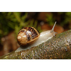 <em>Cantareus aspersa</em> (Müller, 1774), Common Garden Snail