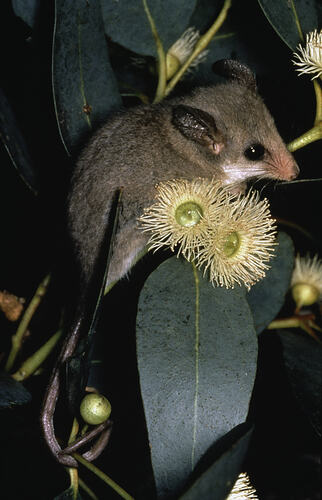 A Western Pygmy Possum on a tree branch.