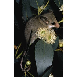<em>Cercartetus concinnus</em>, Western Pygmy Possum