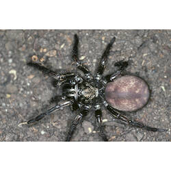A Melbourne Trapdoor Spider walking across the ground.