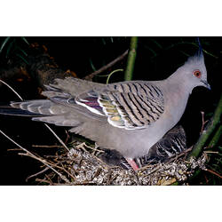 A Crested Pigeon, standing a nest in a tree, at night (chicks visible under the bird).