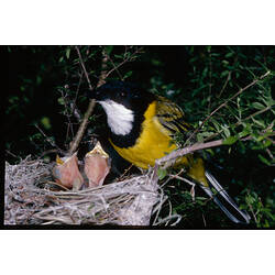 A male Golden Whistler feeding perched on a nest containing three chicks.