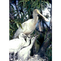 A Yellow-billed Spoonbill standing in a nest with three large chicks.