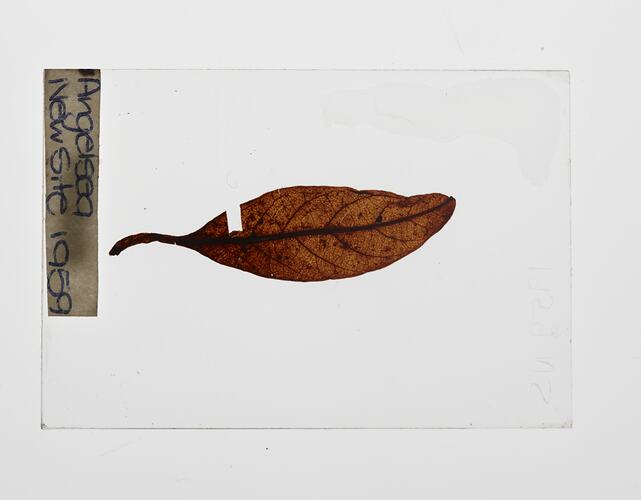 Brown leaf fossil on glass slide.