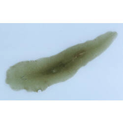 Dorsal view of flatworm.
