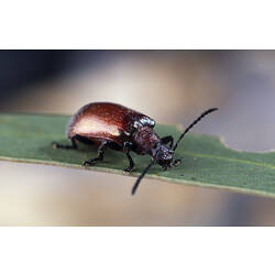 <em>Ecnolagria grandis</em> (Gyllenhal, 1817), Honeybrown Beetle