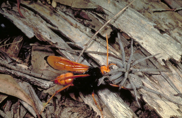 A Spider Hunting Wasp eating a grey spider held between its front legs.