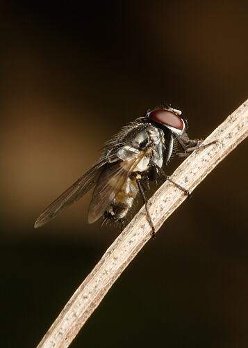 A Bush Fly on a plant stem.