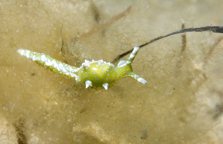 Sap-sucking Sea Slug attached to a strand of algae