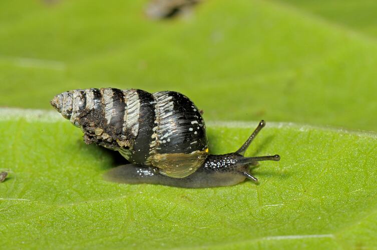 A Small Pointed Snail on a leaf.