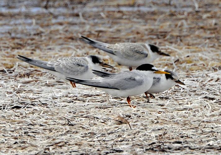 A small group of birds, Little Terns, standing on the shore.