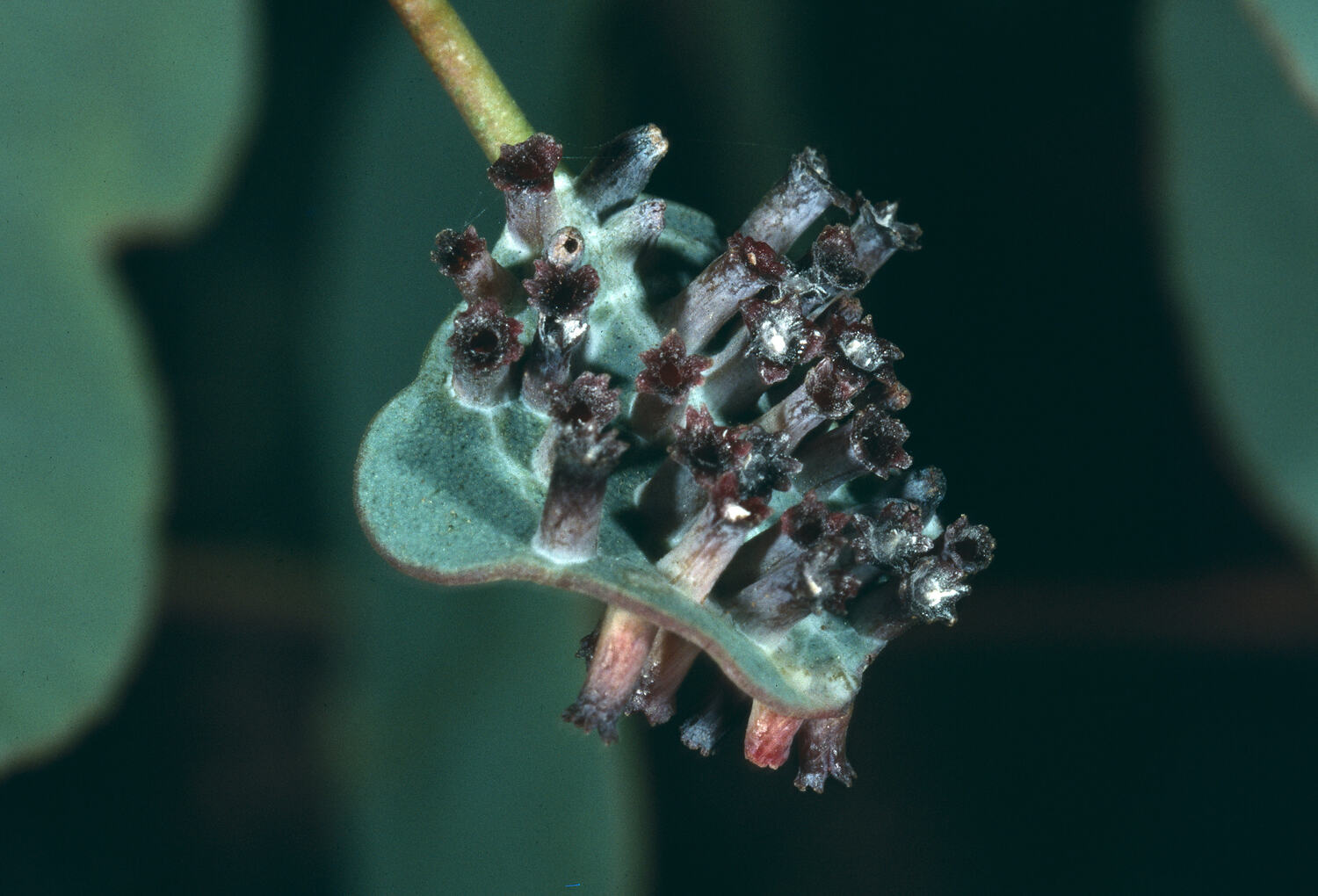 Apiomorpha, Gall Former