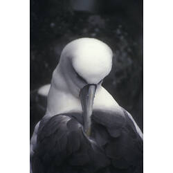 A bird, the Shy Albatross, turning its head to put its beak into its wing feathers.