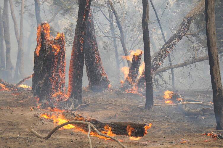 Digital photograph - 'Trio of trees on fire 3', Black Saturday Bushfires, Strathewen, Victoria, 7 Feb 2009