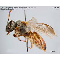 Bee specimen, female, lateral view.