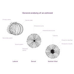 Line drawing illustrating sea urchin anatomy,