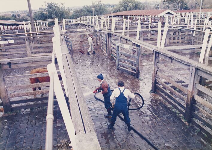 Cleaning Cattle Lanes, Newmarket Saleyards, 1987