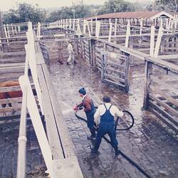 Digital Photograph - Cleaning Cattle Lanes, Newmarket Saleyards, Newmarket, 1987