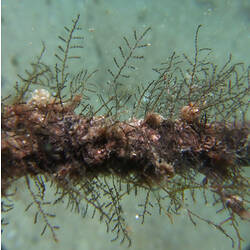 Detail of hydroid colony.