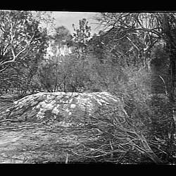 Glass Negative - Built-Up Mallee Fowl Mound, by A.J. Campbell, Victoria, 1899