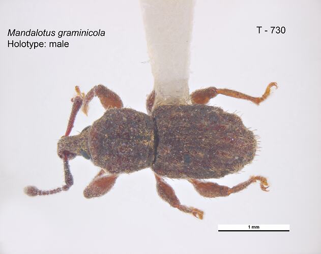 Weevil specimen, dorsal view.