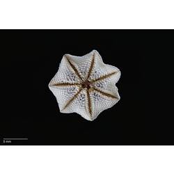 Ventral view of white sea star specimen.