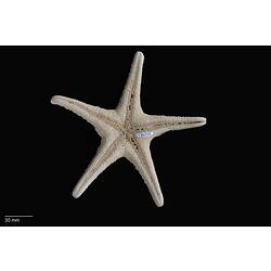 Ventral view of five-armed sea star.