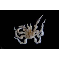 Sea spider, <em>Styllopallene dorsospinum</em>.