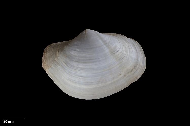 Side view of white, angular bivalve shell with scale bar.