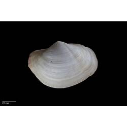 Side view of white, angular bivalve shell with scale bar.