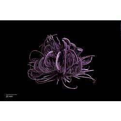 Purple feather star specimen.