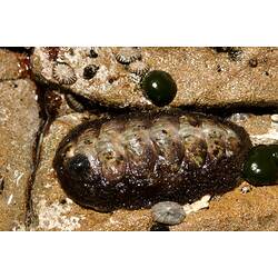 A Chiton attached to a brown rock.