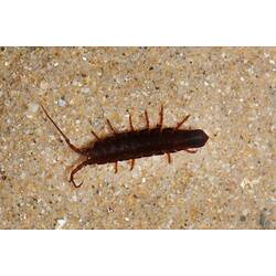Dark brown sea centipede on sand.