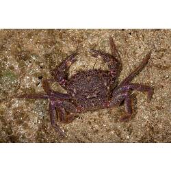 <em>Nectocarcinus tuberculosus</em>, Velvet Crab. Bunurong Marine National Park, Victoria.