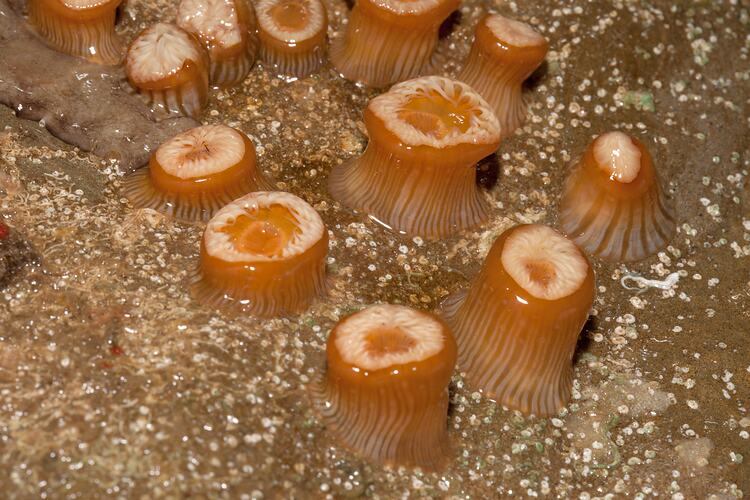 A group of Orange and White Stripe Anemone with tentacles withdrawn.