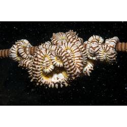<em>Conocladus australis</em>, basket star. Wilsons Promontory National Park, Victoria.