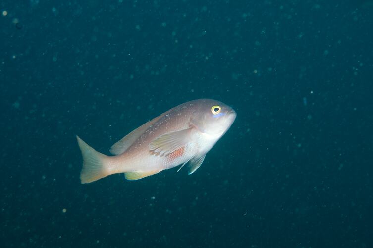 <em>Caesioperca rasor</em>, Barber Perch. Popes Eye, Port Phillip, Victoria.