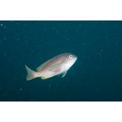 <em>Caesioperca rasor</em>, Barber Perch. Popes Eye, Port Phillip, Victoria.