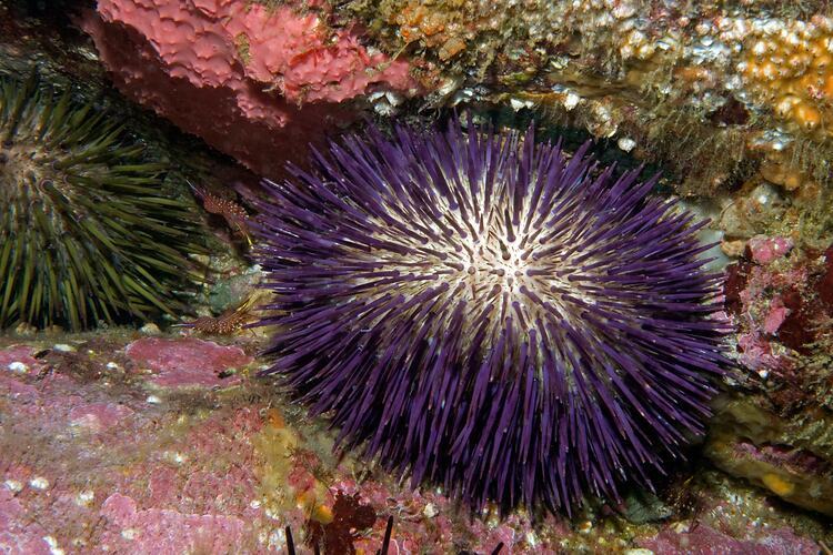 <em>Heliocidaris erythrogramma</em>, Sea Urchin. Beware Reef, Victoria