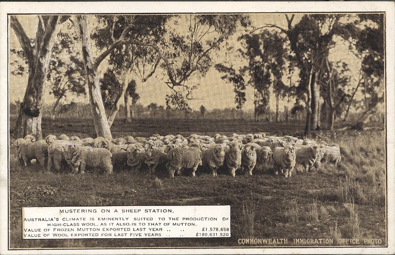 Postcard - 'Mustering on a Sheep Station', Commonwealth Immigration Office, 1924