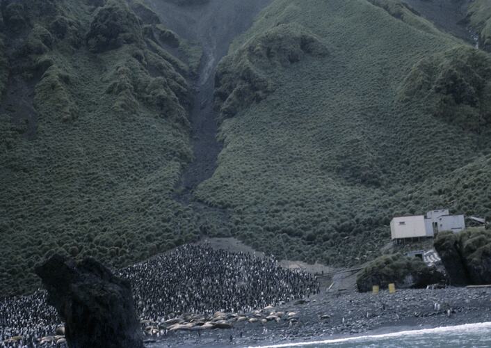 Penguins gathered on coastline, mountain behind.