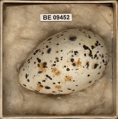 Bird egg with specimen labels in box.