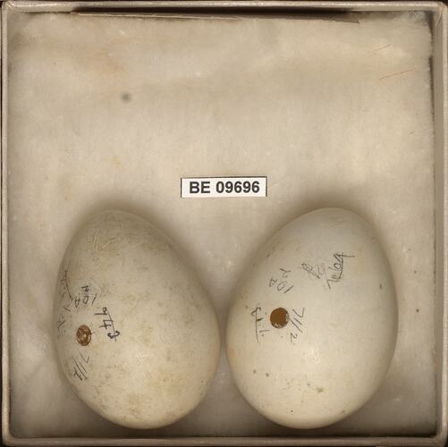 Two bird eggs with specimen labels in box.