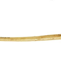 Ornament, nose, Australia, Desert Central
